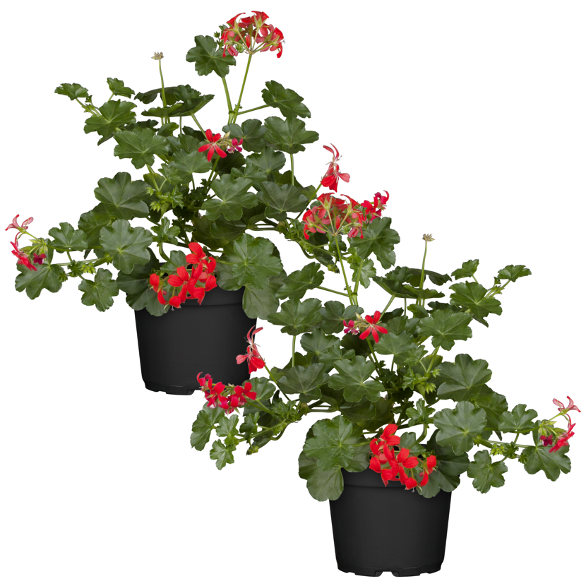 Hängende Geranie rot 12 cm Topf, 2er-Set