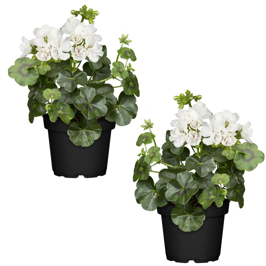 Hängende Geranie weiß, 12 cm Topf, 2er-Set