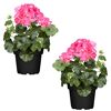 Hängende Geranie rosa, 12 cm Topf, 2er-Set
