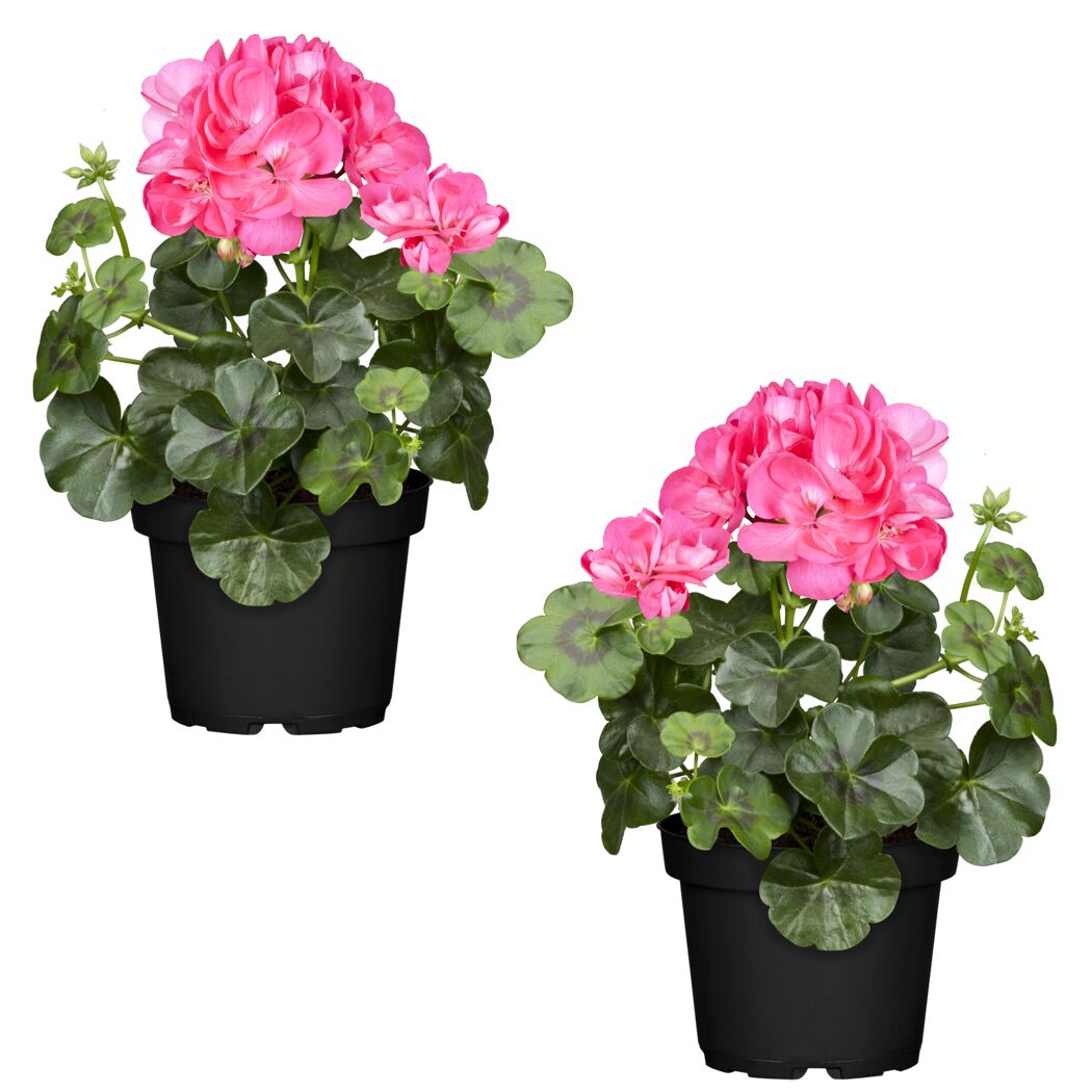 Hängende Geranie rosa, 12 cm Topf, 2er-Set