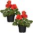 Stehende Geranie rot 12 cm Topf, 2er-Set