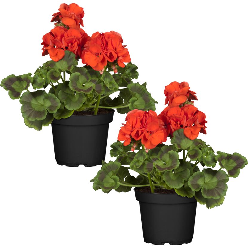 Stehende Geranie rot 12 cm Topf, 2er-Set