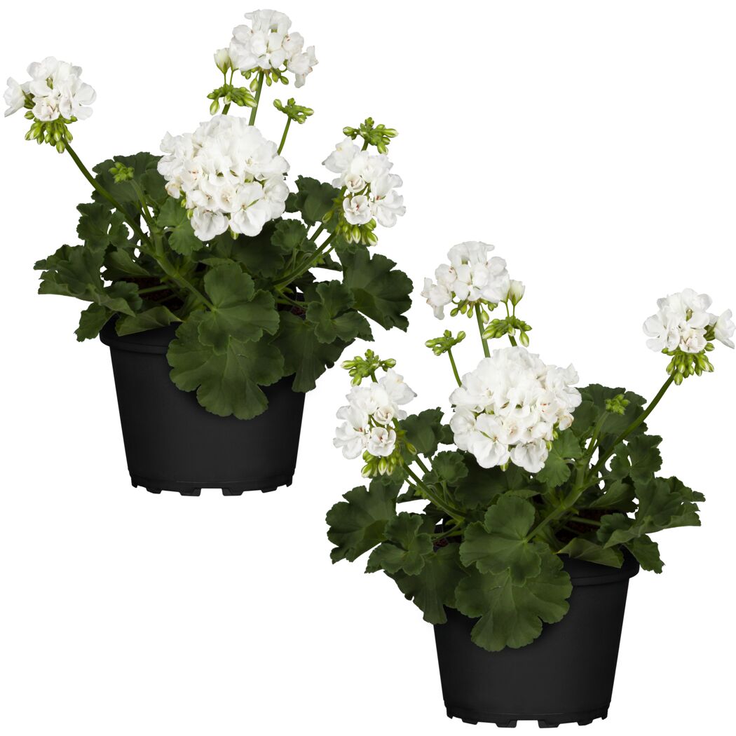 Stehende Geranie weiß 12 cm Topf, 2er-Set