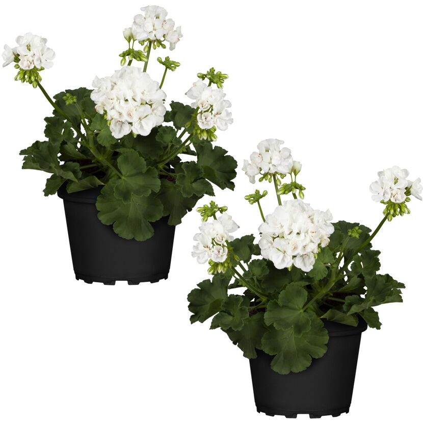 Stehende Geranie weiß 12 cm Topf, 2er-Set