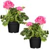 Stehende Geranie rosa 12 cm Topf, 2er-Set
