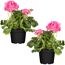 Stehende Geranie rosa 12 cm Topf, 2er-Set