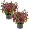 Stehende Fuchsie rot-violett 12 cm Topf, 2er-Set