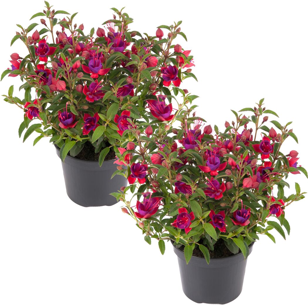 Stehende Fuchsie rot-violett 12 cm Topf, 2er-Set
