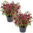 Stehende Fuchsie rot-violett 12 cm Topf, 2er-Set