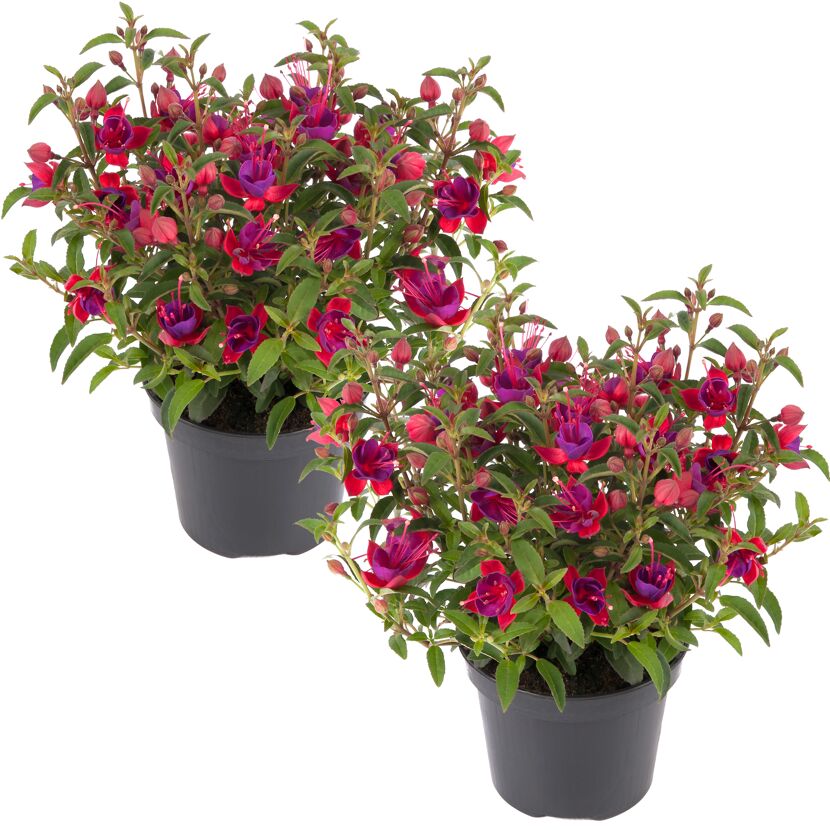 Stehende Fuchsie rot-violett 12 cm Topf, 2er-Set