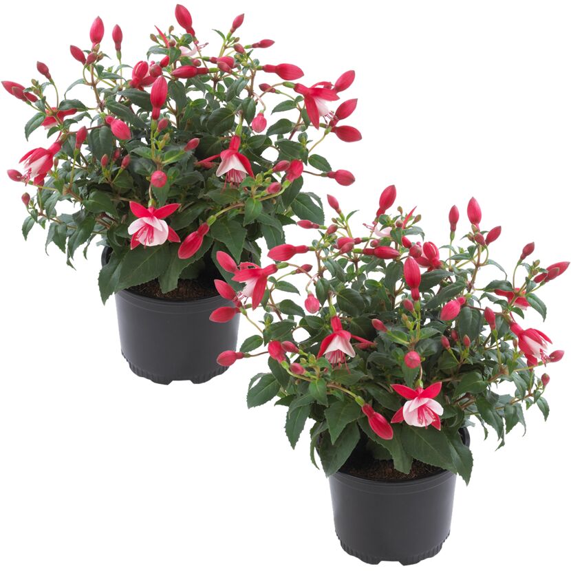 Stehende Fuchsie rot-weiß 12 cm Topf, 2er-Set