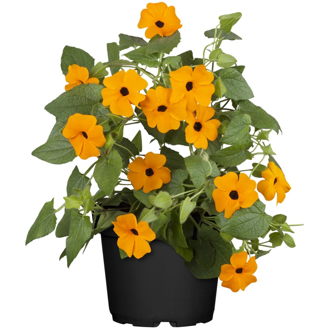 Schwarze Susanne in einem Topf