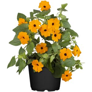 Schlingpflanze verschiedene einjährige Sorten 13 cm Topf