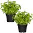 Naturtalent by toom® Bio-Petersilie kraus 12 cm Topf, 2er-Set