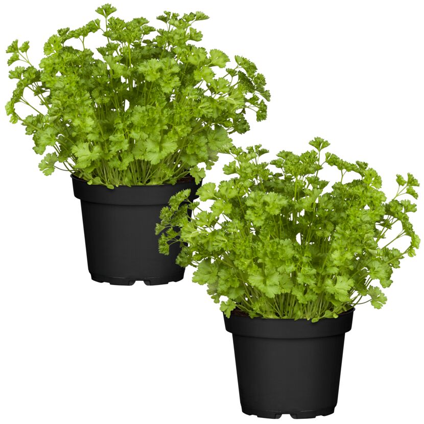 Naturtalent by toom® Bio-Petersilie kraus 12 cm Topf, 2er-Set