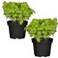 Naturtalent by toom® Bio-Basilikum 12 cm Topf, 2er-Set