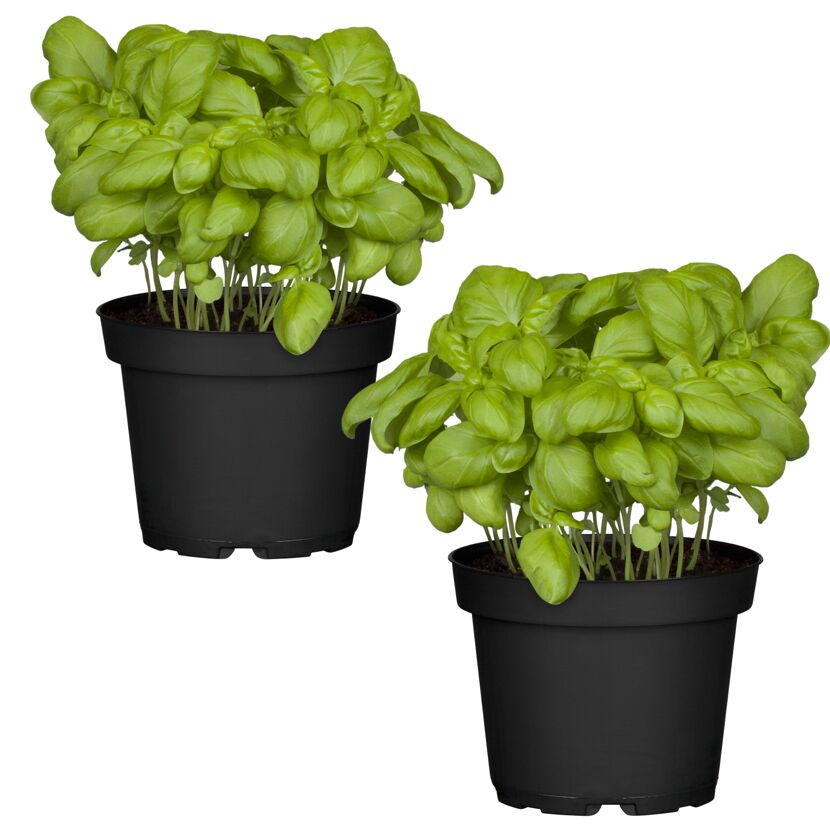 Naturtalent by toom® Bio-Basilikum 12 cm Topf, 2er-Set