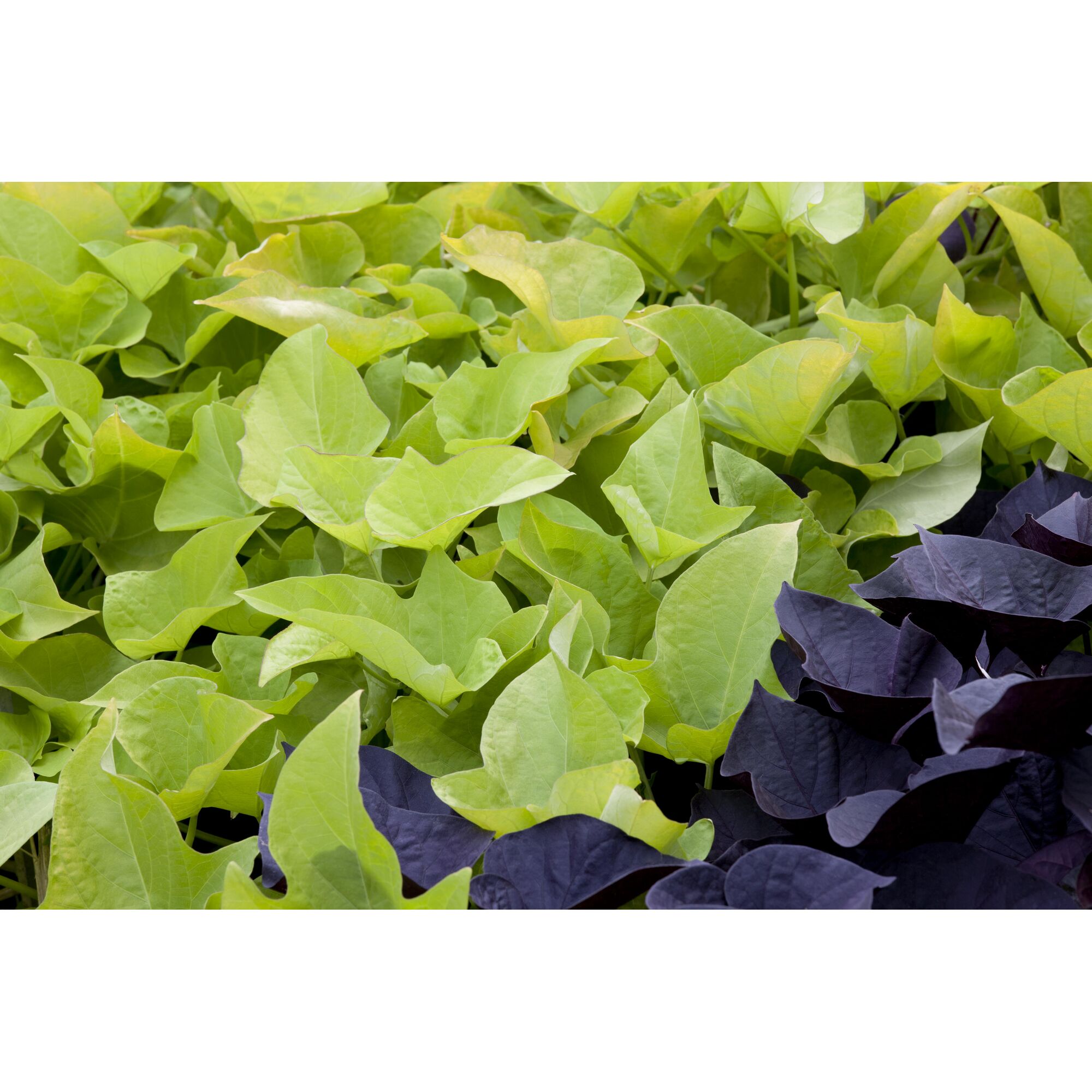 Süßkartoffelblätter in Hellgrün und Dunkelviolett