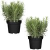 Naturtalent by toom® Bio-Rosmarin 12 cm Topf, 2er-Set