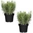 Naturtalent by toom® Bio-Rosmarin 12 cm Topf, 2er-Set