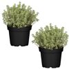 Naturtalent by toom® Bio-Thymian 12 cm Topf, 2er-Set