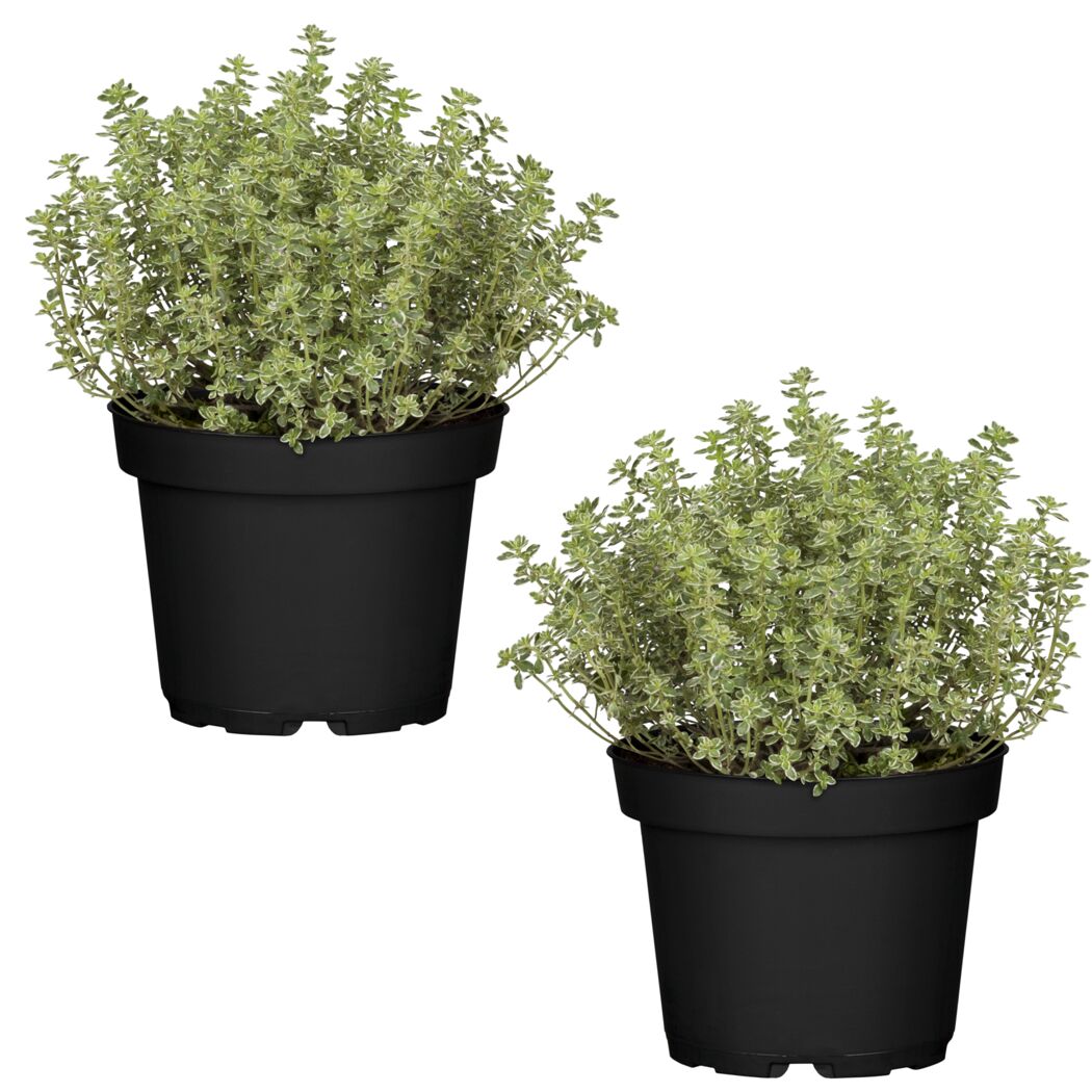 Naturtalent by toom® Bio-Thymian 12 cm Topf, 2er-Set