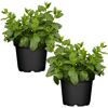 Naturtalent by toom® Bio Marokkanische Minze 12 cm Topf, 2er-Set