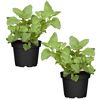 Naturtalent by toom® Bio-Pfefferminze 12 cm Topf, 2er-Set