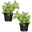Naturtalent by toom® Bio-Pfefferminze 12 cm Topf, 2er-Set
