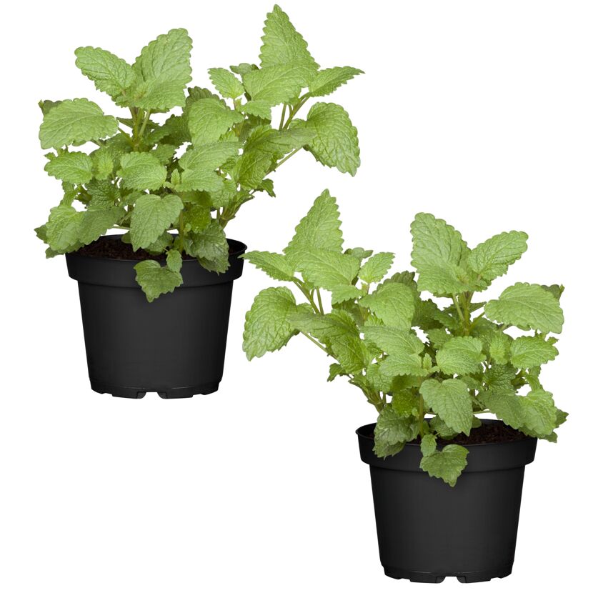 Naturtalent by toom® Bio-Pfefferminze 12 cm Topf, 2er-Set