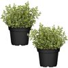 Naturtalent by toom® Bio-Oregano 12 cm Topf, 2er-Set