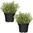 Naturtalent by toom® Bio-Oregano 12 cm Topf, 2er-Set