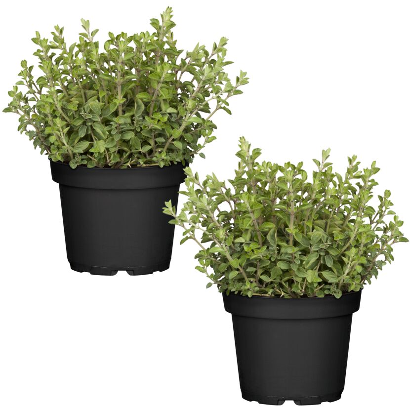 Naturtalent by toom® Bio-Oregano 12 cm Topf, 2er-Set