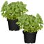 Naturtalent by toom® Bio-Zitronenmelisse 12 cm Topf, 2er-Set