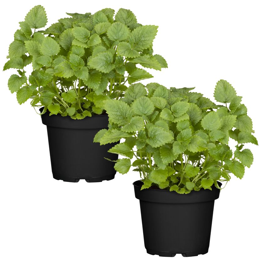 Naturtalent by toom® Bio-Zitronenmelisse 12 cm Topf, 2er-Set