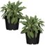 Naturtalent by toom® Bio-Salbei 12 cm Topf, 2er-Set