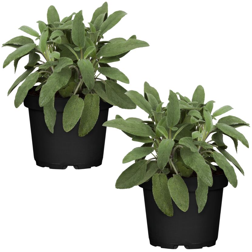 Naturtalent by toom® Bio-Salbei 12 cm Topf, 2er-Set