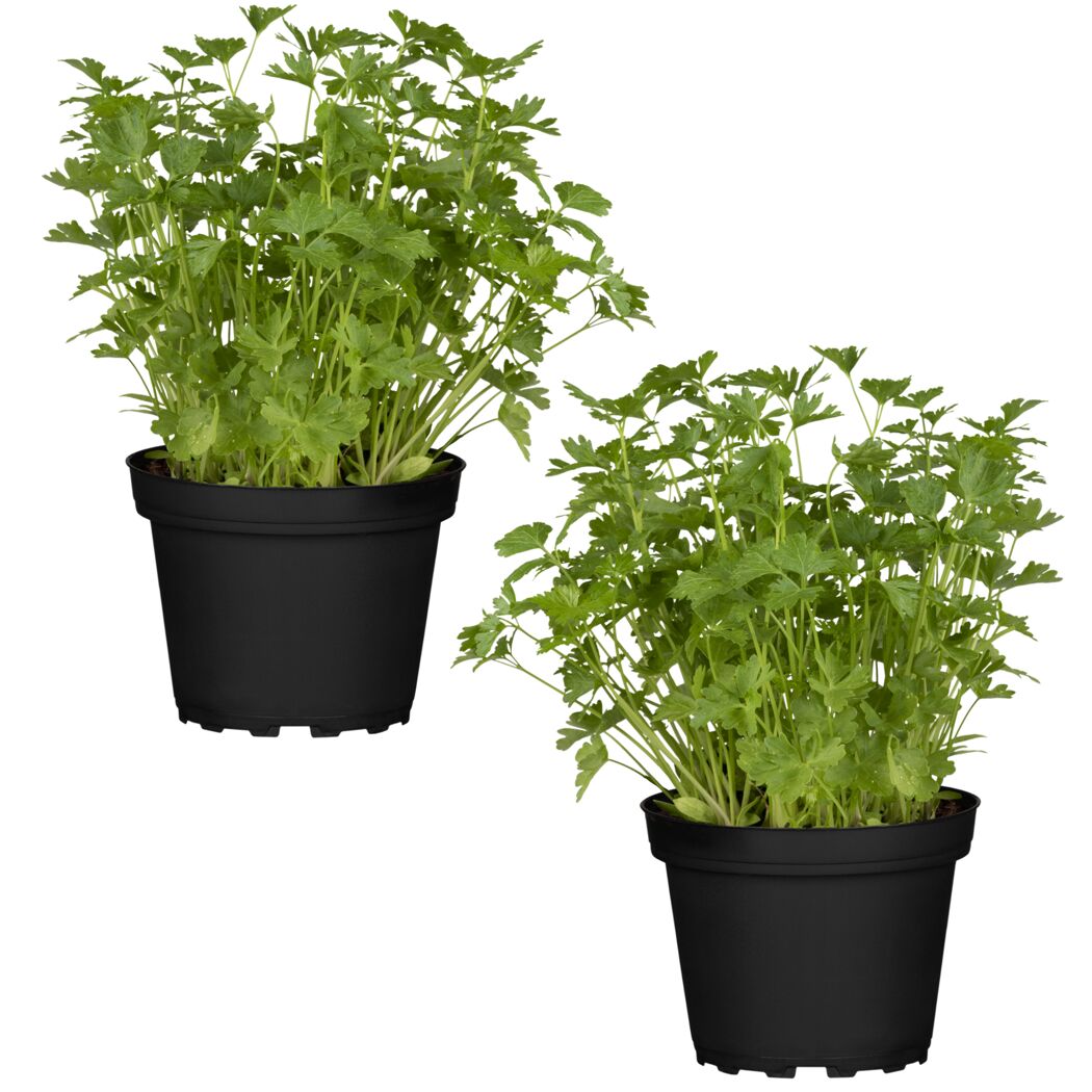 Naturtalent by toom® Bio-Petersilie glatt 12 cm Topf, 2er-Set
