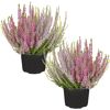 Knospenheide 'Gardengirls® Trio-Girls®' 13 cm Topf, 2er-Set
