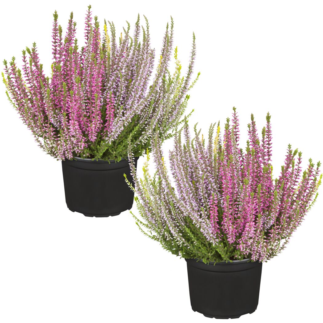 Knospenheide 'Gardengirls® Trio-Girls®' 13 cm Topf, 2er-Set