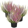 Knospenheide 'Gardengirls Trio-Girls®' 11 cm Topf, 3er-Set