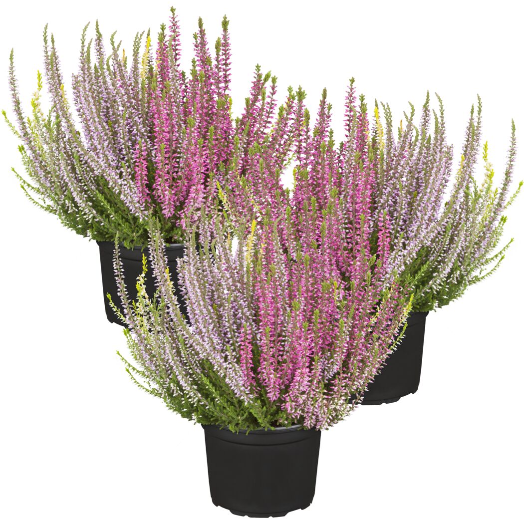 Knospenheide 'Gardengirls Trio-Girls®' 11 cm Topf, 3er-Set