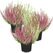 hauptbild