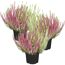 Winterblühende Heide 'Twins' 11 cm Topf, 3er-Set
