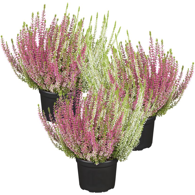 Winterblühende Heide 'Twins' 11 cm Topf, 3er-Set