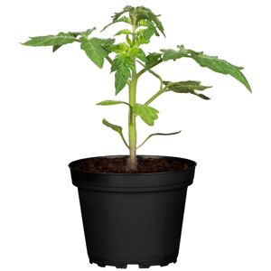 Naturtalent by toom® Bio-Tomate 'Henk', 9 cm Topf, 2er-Set