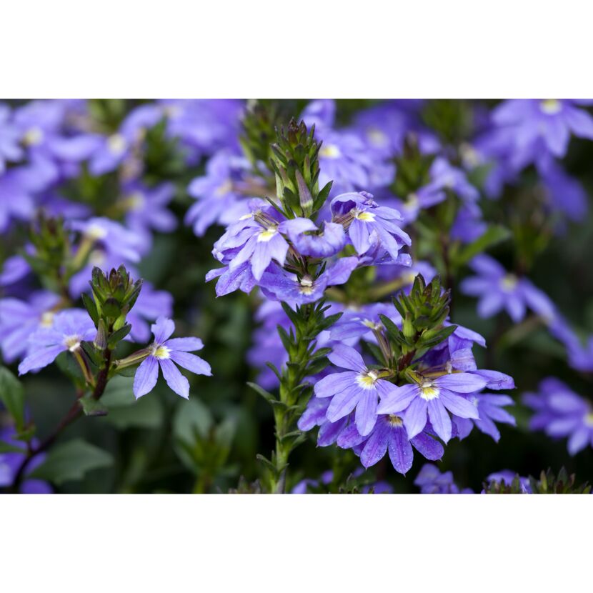 Nahaufnahme von lila Blüten der Fächerblume