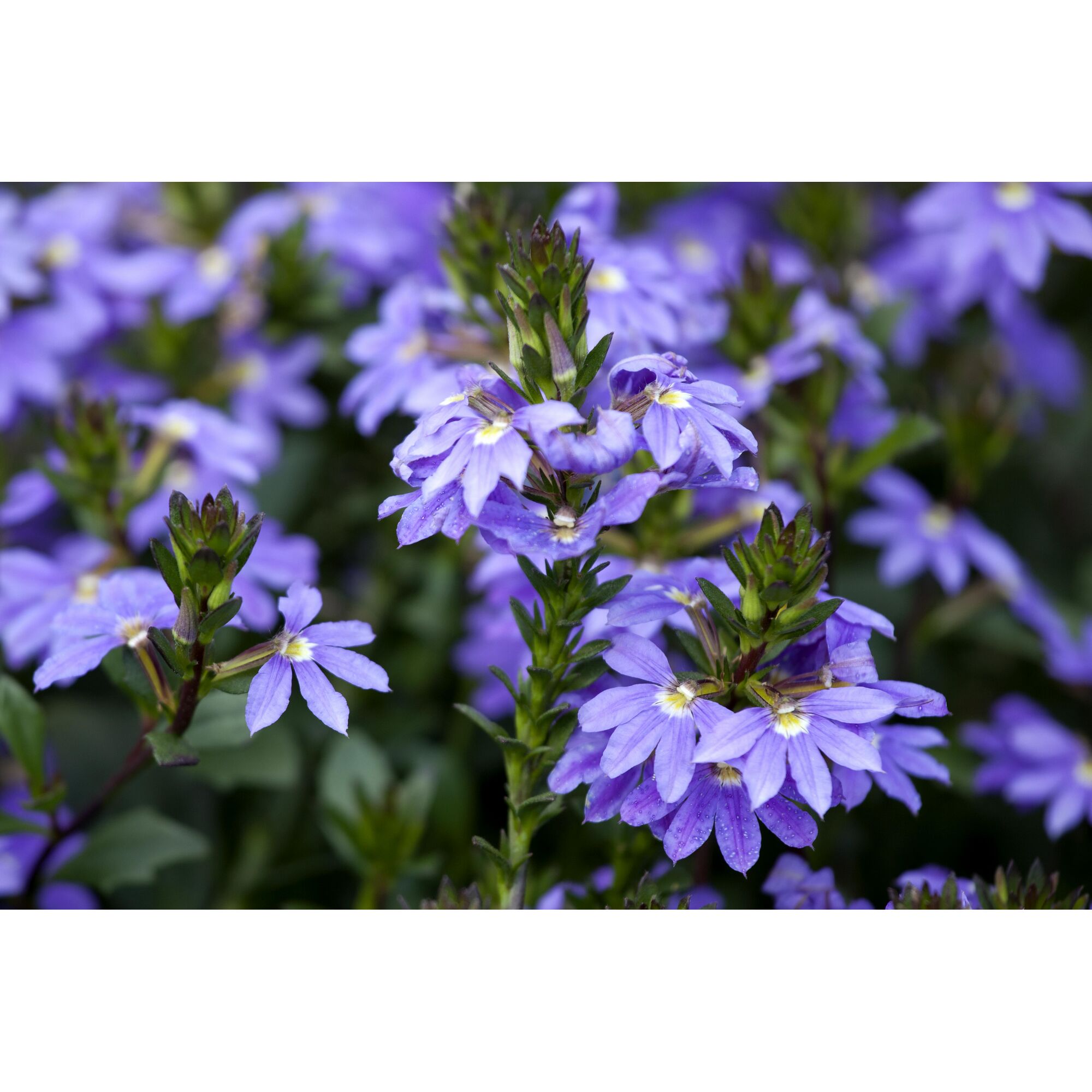 Nahaufnahme von lila Blüten der Fächerblume