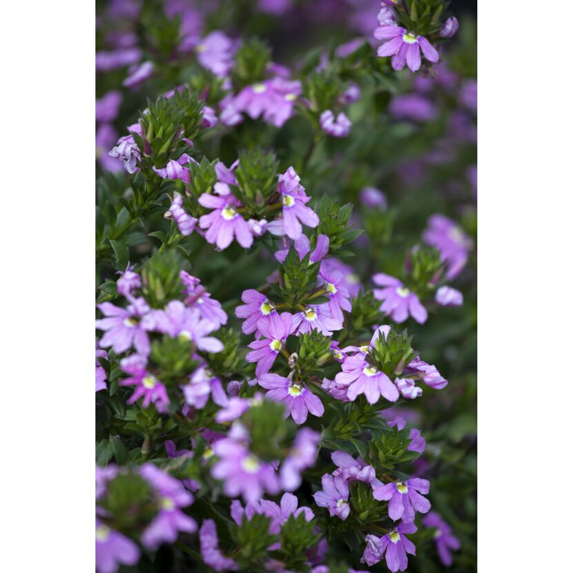 Lila Fächerblumen
