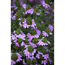 Verkleinertes Bild von Fächerblume, 12 cm Topf
